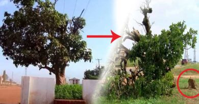 Komfo Anokye kola tree: Ghana outrage after 300-year-old tree felled